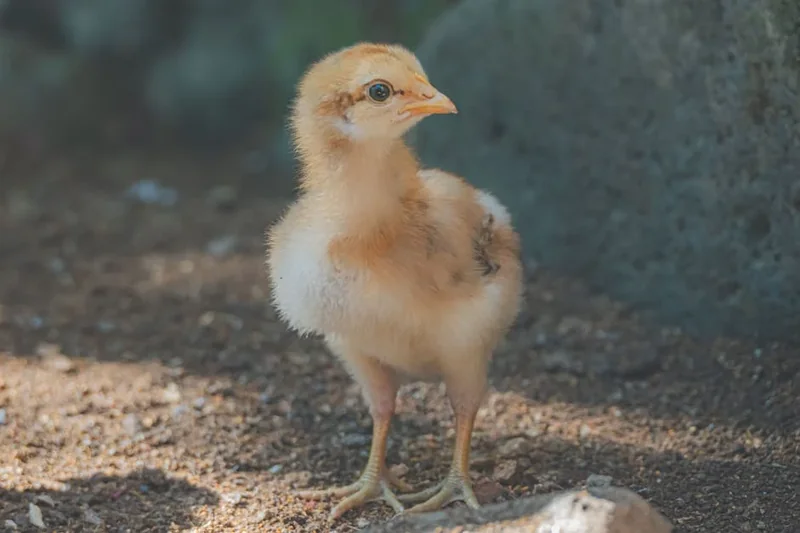 소액생계비대출 조건