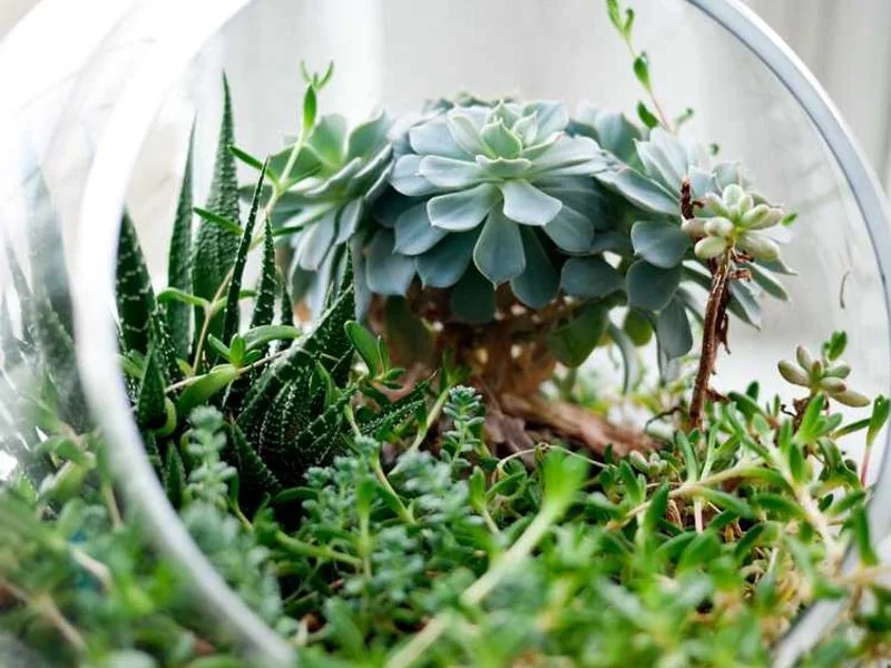 카카오뱅크 마이너스통장 신용점수